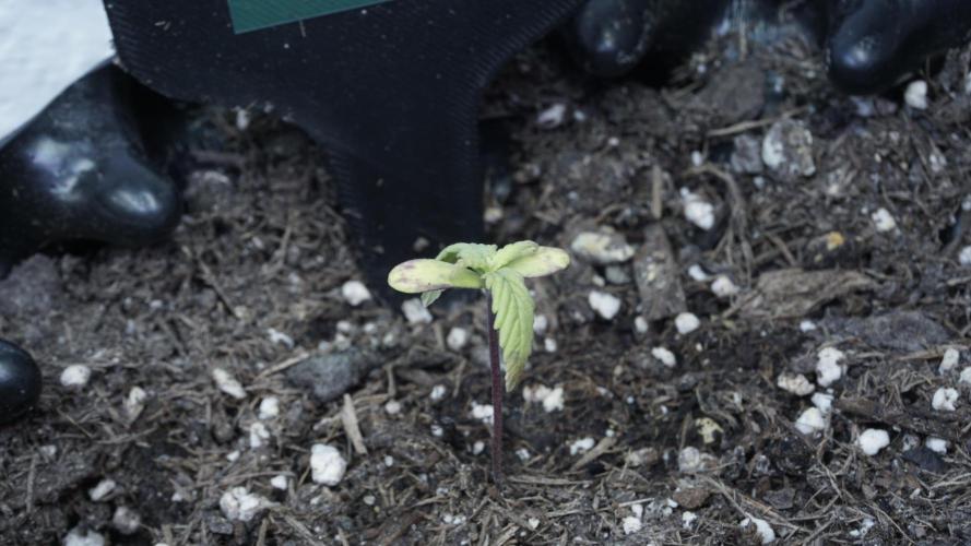 Outdoor Potpourri 2026 - Take 2. Week 2 - Day 13 - Lemon Pie Auto