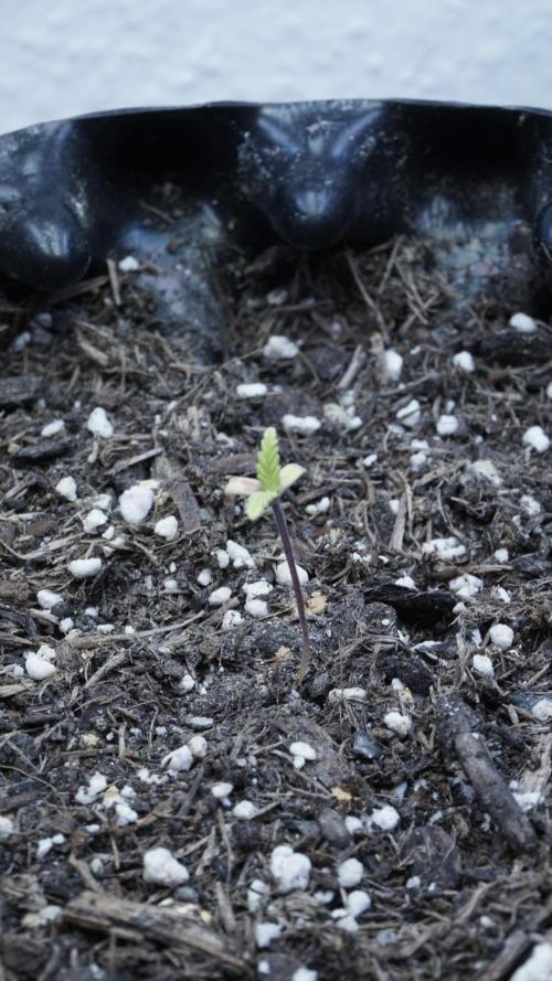 Outdoor Potpourri 2026 - Take 2. Week 2 - Day 13 - Lemon Pie mini Auto