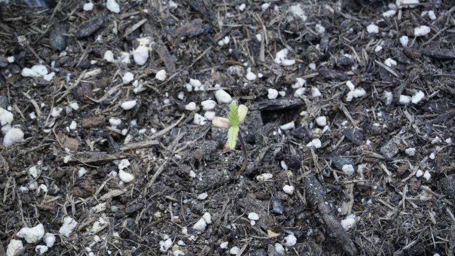 Outdoor Potpourri 2026 - Take 2. Week 2 - Day 13 - Lemon Pie mini Auto