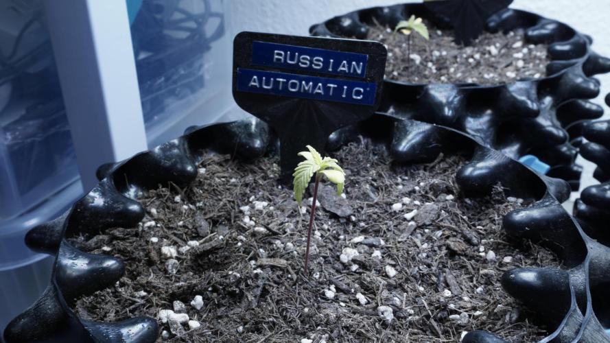 Outdoor Potpourri 2026 - Take 2. Week 2 - Day 13 - Russian Automatic (blue)