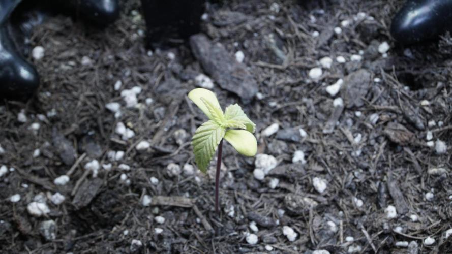 Outdoor Potpourri 2026 - Take 2. Week 2 - Day 13 - Russian Automatic (blue)