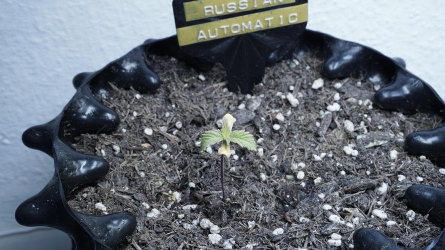 Outdoor Potpourri 2026 - Take 2. Week 2 - Day 13 - Russian Automatic (yellow)