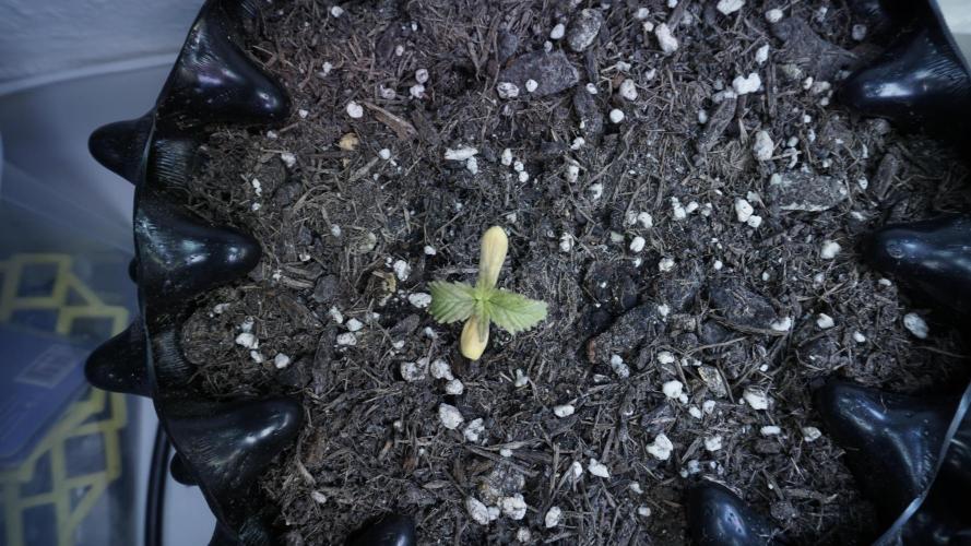 Outdoor Potpourri 2026 - Take 2. Week 2 - Day 13 - Russian Automatic (yellow)