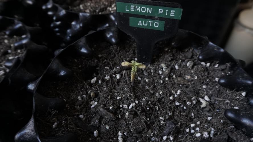 Outdoor Potpourri 2026 - Take 2. Week 3