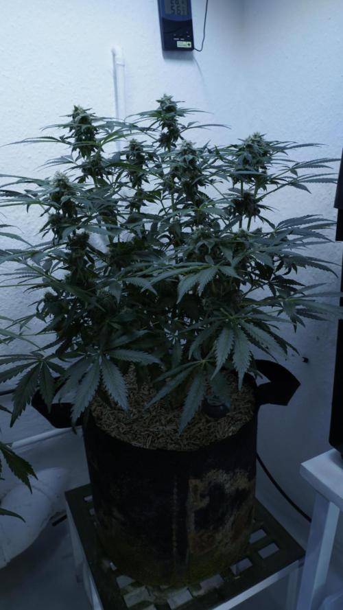 Banana Kush Auto x Sonnenerde. Week 10