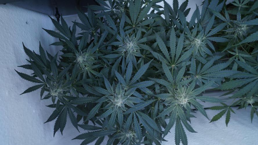 Banana Kush Auto x Sonnenerde. Week 10