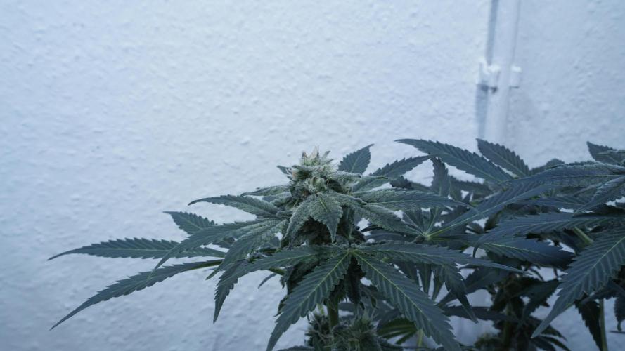 Banana Kush Auto x Sonnenerde. Week 10