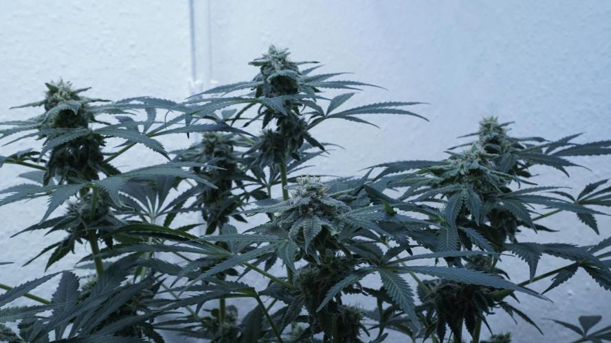 Banana Kush Auto x Sonnenerde. Week 10