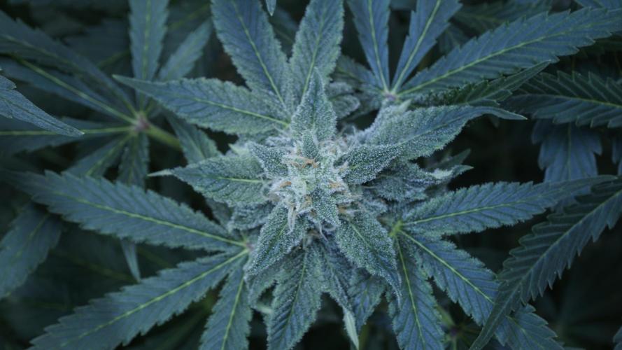 Banana Kush Auto x Sonnenerde. Week 10