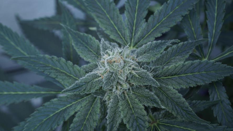 Banana Kush Auto x Sonnenerde. Week 10