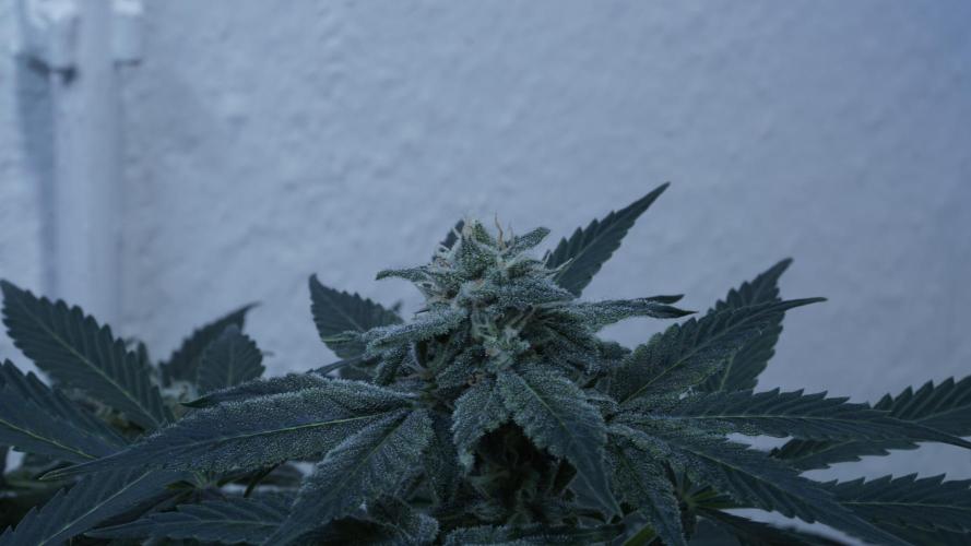 Banana Kush Auto x Sonnenerde. Week 10