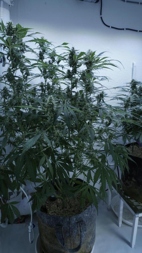 Jack Herer Auto X Sonnenerde. Week 11
