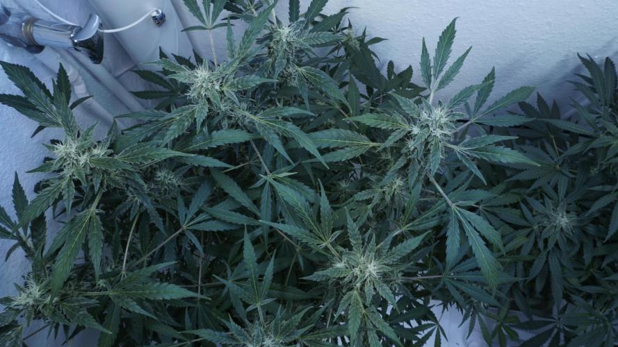 Jack Herer Auto X Sonnenerde. Week 11