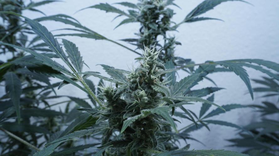 Jack Herer Auto X Sonnenerde. Week 11