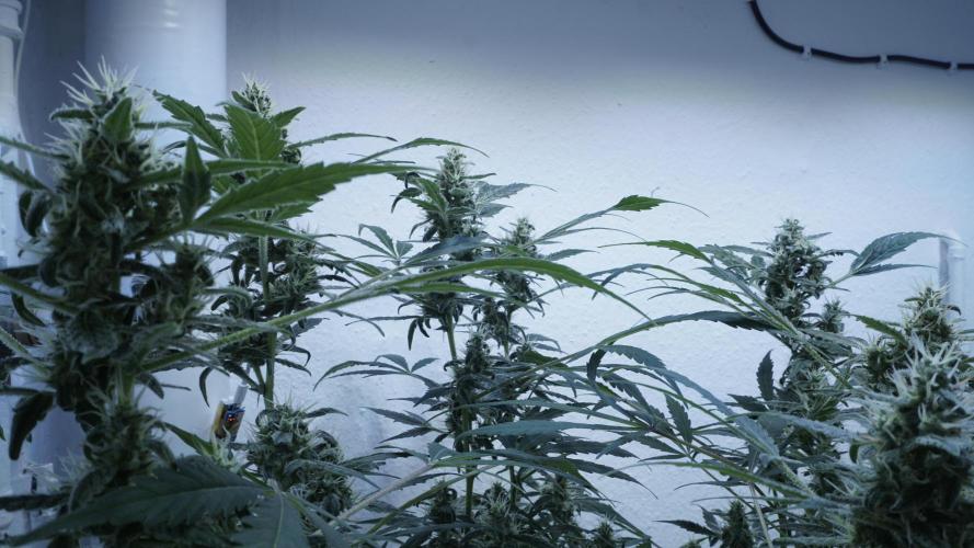 Jack Herer Auto X Sonnenerde. Week 11