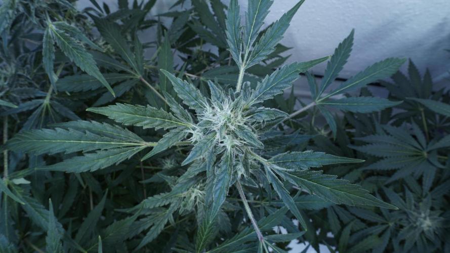 Jack Herer Auto X Sonnenerde. Week 11