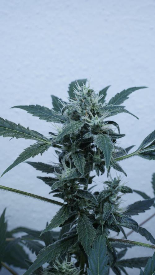 Jack Herer Auto X Sonnenerde. Week 11