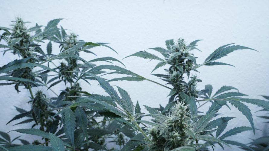 Jack Herer Auto X Sonnenerde. Week 11