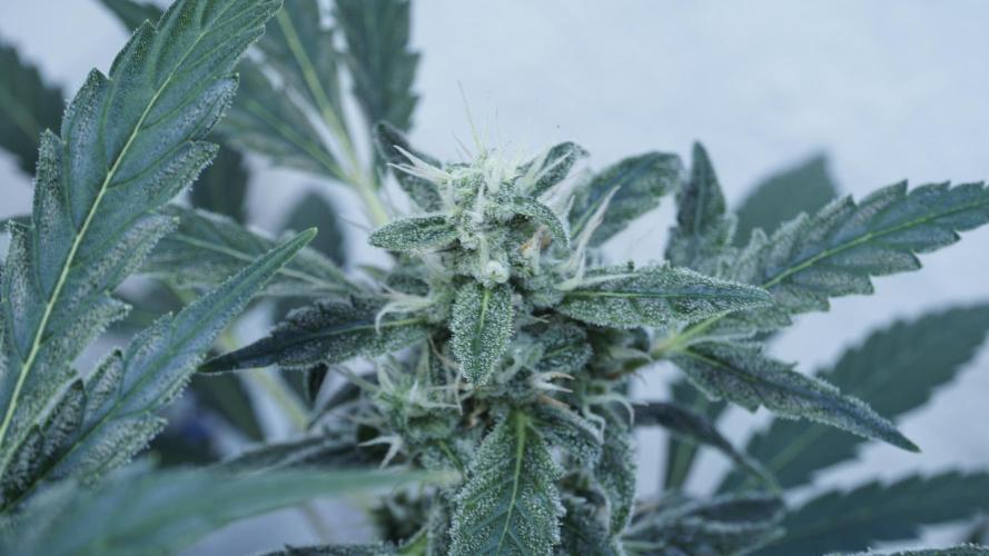 Jack Herer Auto X Sonnenerde. Week 11