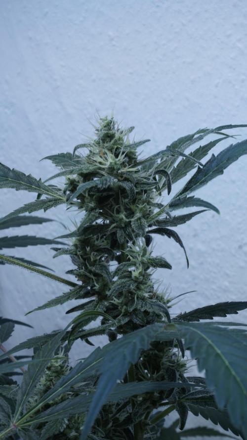 Jack Herer Auto. Week 11