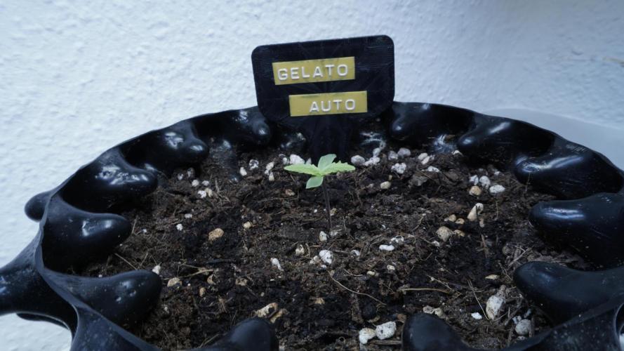 The final Outdoor attempt 2026. Week 1 - Day 4 - Gelato