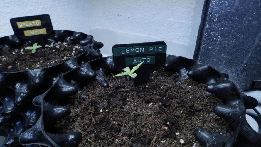The final Outdoor attempt 2026. Week 1 - Day 4 - Lemon Pie