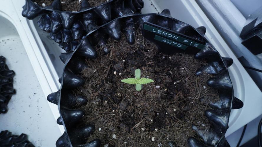 The final Outdoor attempt 2026. Week 1 - Day 4 - Lemon Pie
