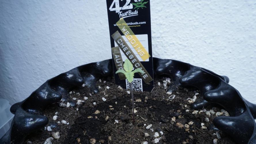 The final Outdoor attempt 2026. Week 1 - Day 4 - Wedding Cheesecake