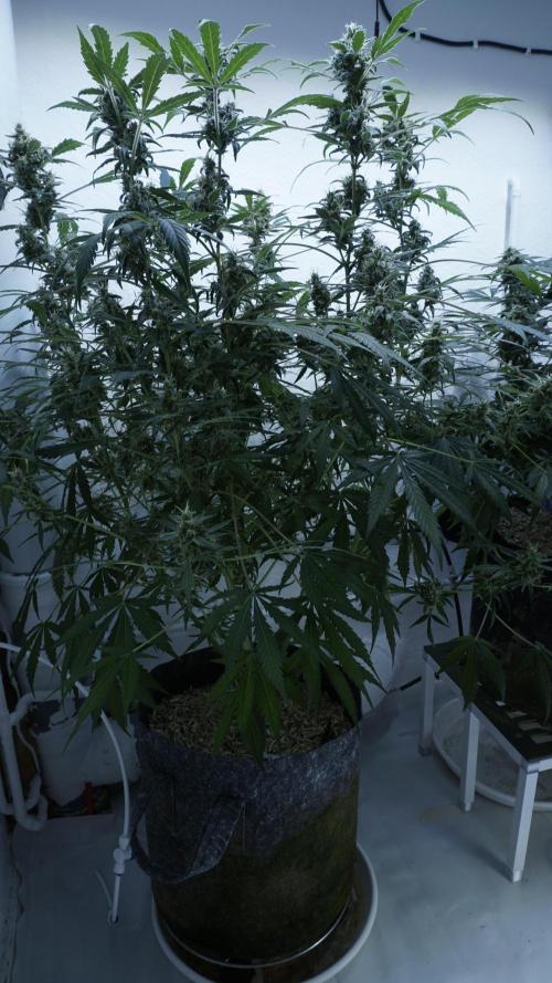 Jack Herer Auto X Sonnenerde. Week 12