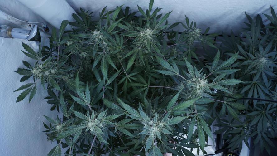 Jack Herer Auto X Sonnenerde. Week 12