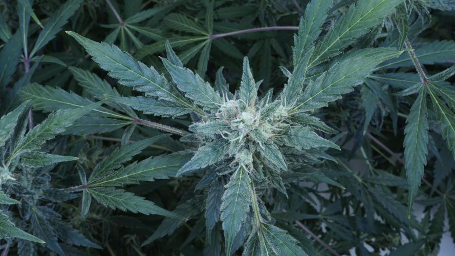 Jack Herer Auto X Sonnenerde. Week 12