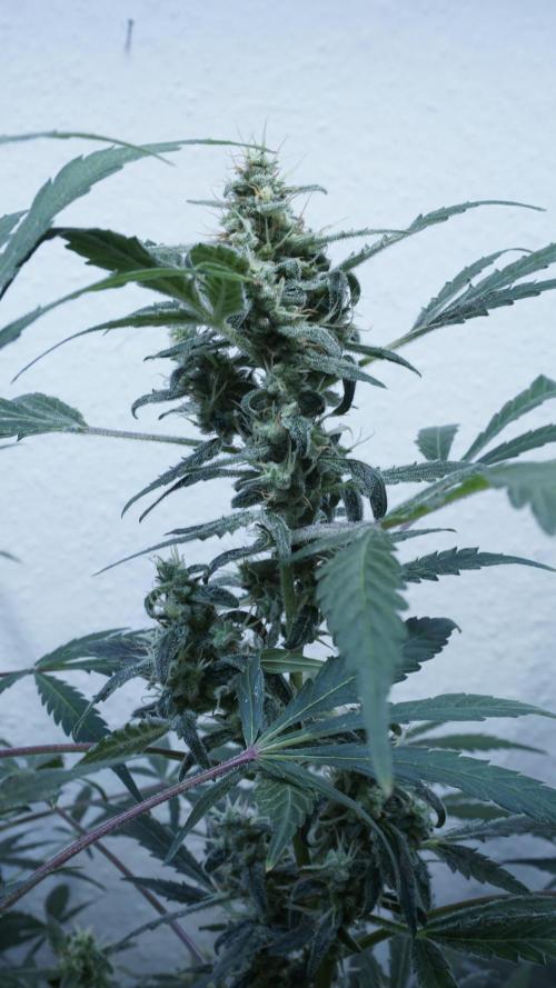 Jack Herer Auto X Sonnenerde. Week 12