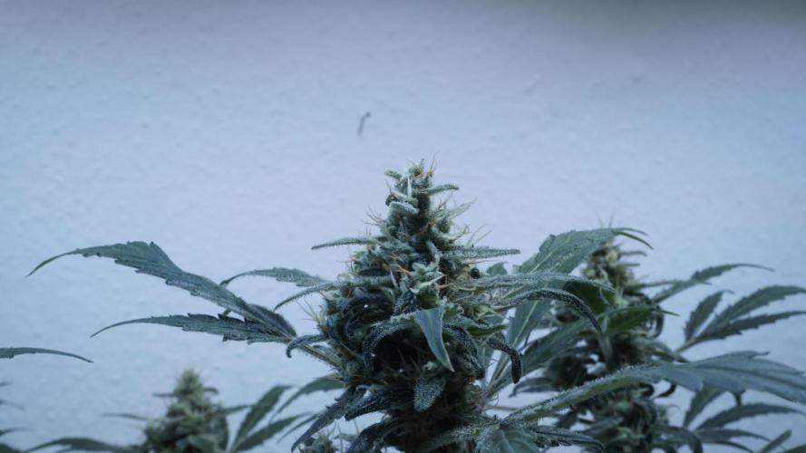 Jack Herer Auto X Sonnenerde. Week 12