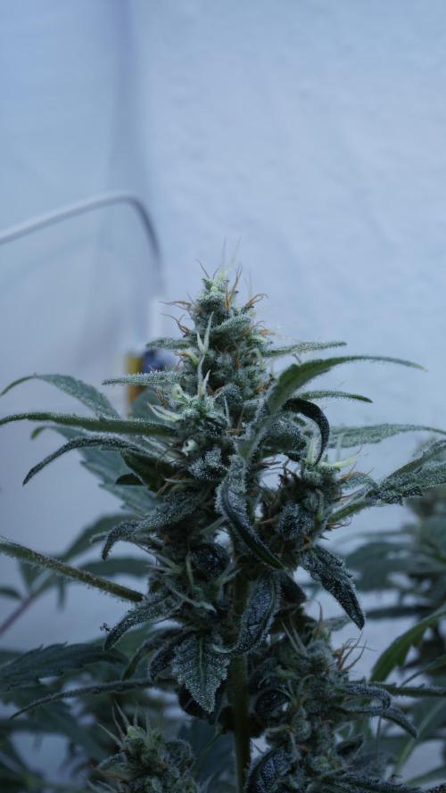 Jack Herer Auto X Sonnenerde. Week 12