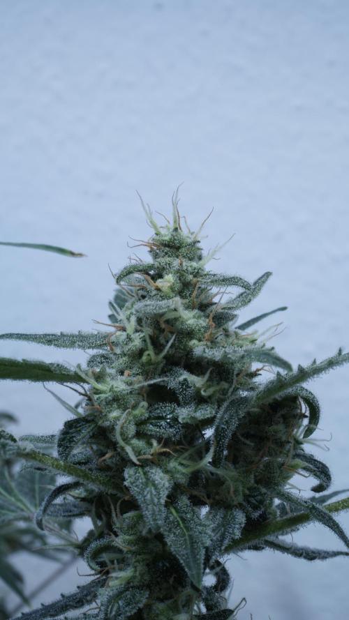 Jack Herer Auto X Sonnenerde. Week 12