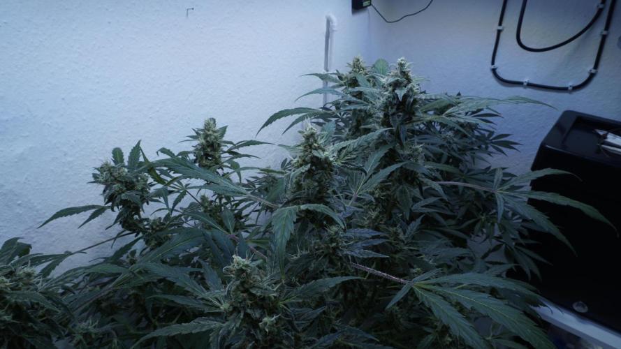Jack Herer Auto X Sonnenerde. Week 12