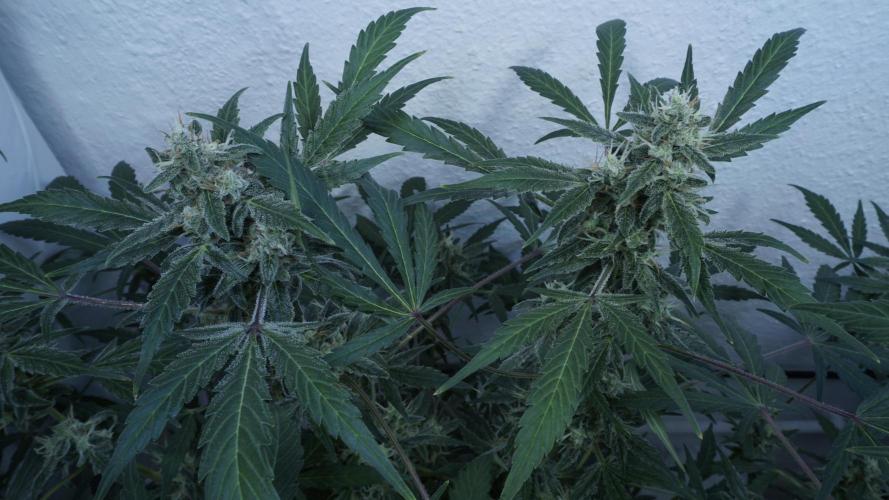 Jack Herer Auto X Sonnenerde. Week 12