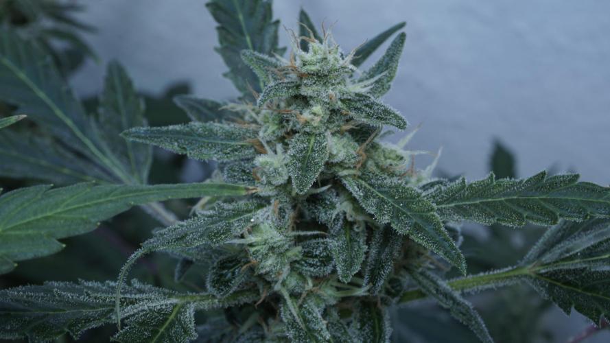 Jack Herer Auto X Sonnenerde. Week 12