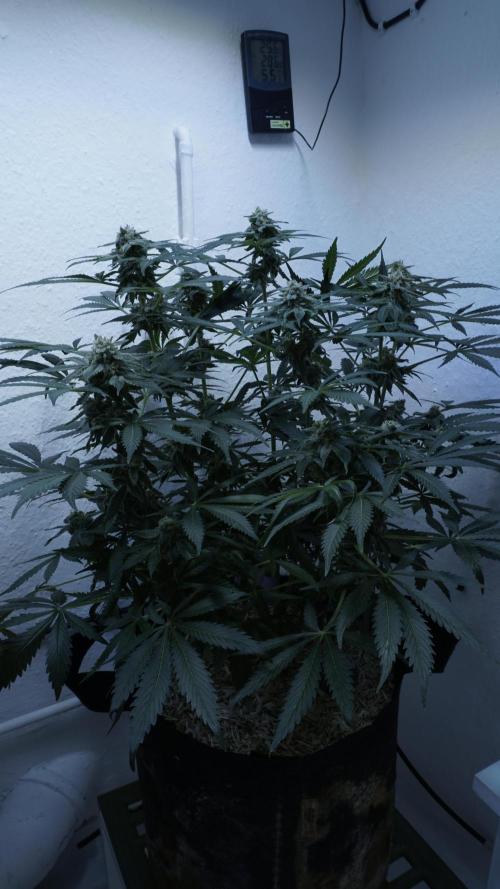 Banana Kush Auto x Sonnenerde. Week 11