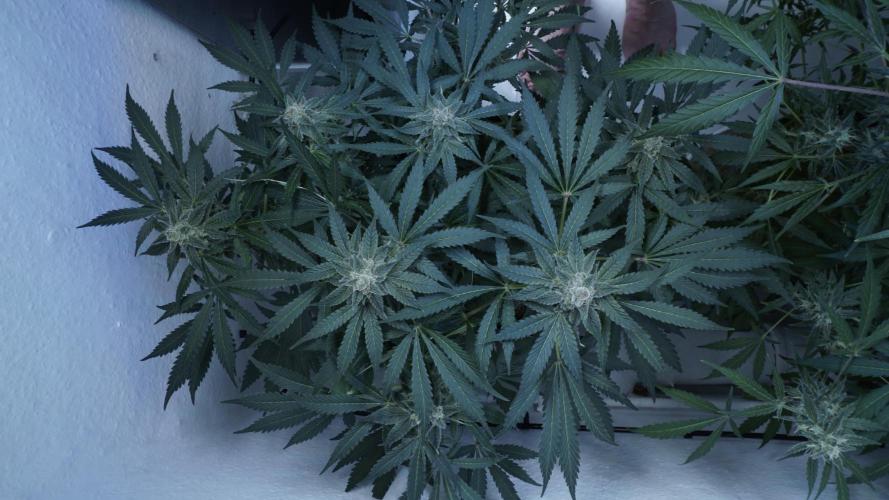 Banana Kush Auto x Sonnenerde. Week 11