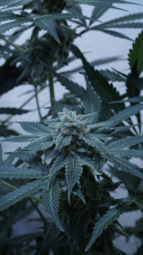 Banana Kush Auto x Sonnenerde. Week 11