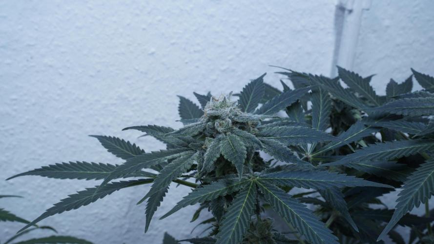 Banana Kush Auto x Sonnenerde. Week 11