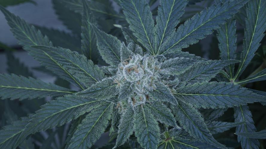 Banana Kush Auto x Sonnenerde. Week 11