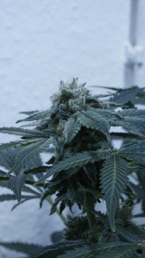 Banana Kush Auto x Sonnenerde. Week 11