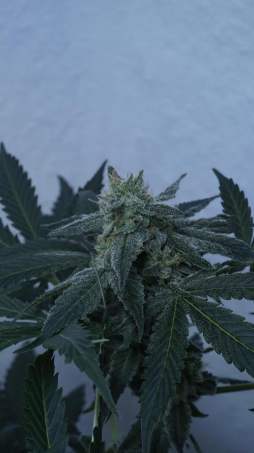 Banana Kush Auto. Week 11