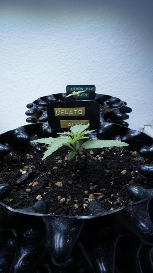The final Outdoor attempt 2026. Week 2 - Day 10 - Gelato Automatic