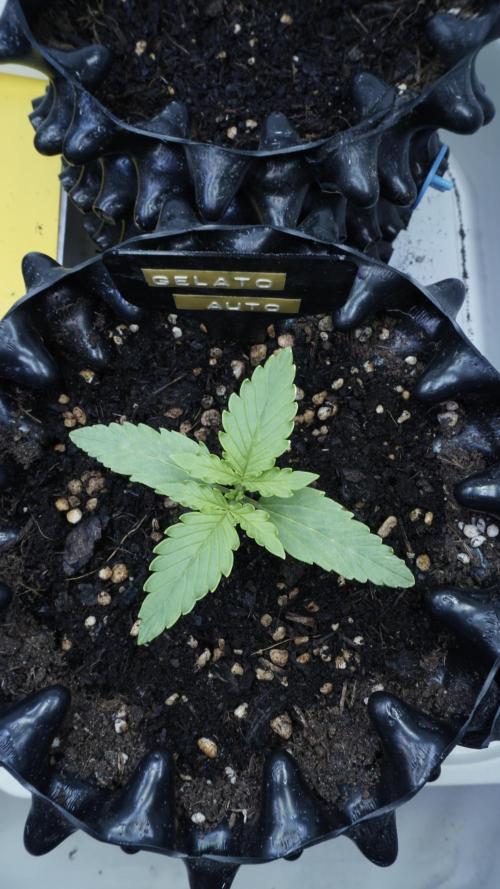 The final Outdoor attempt 2026. Week 2 - Day 10 - Gelato Automatic