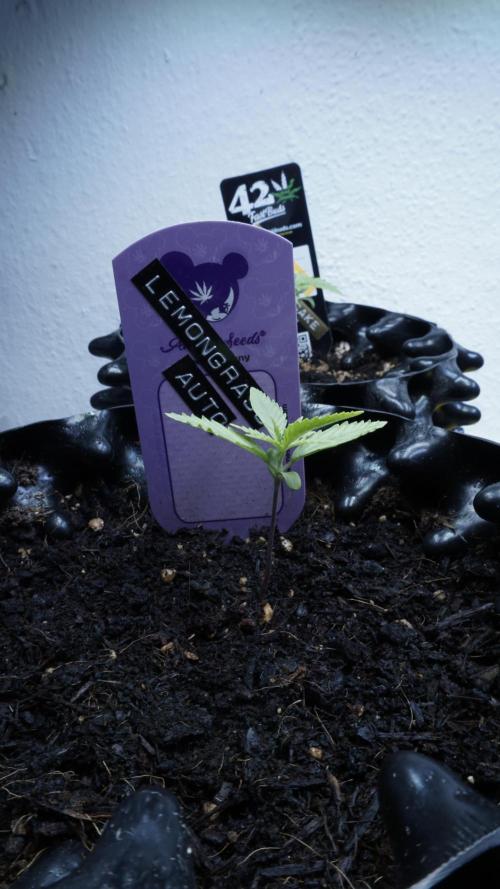 The final Outdoor attempt 2026. Week 2 - Day 10 - Lemongrass Automatic