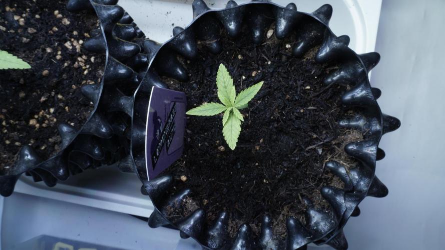 The final Outdoor attempt 2026. Week 2 - Day 10 - Lemongrass Automatic