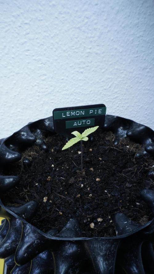 The final Outdoor attempt 2026. Week 2 - Day 10 - Lemon Pie Automatic
